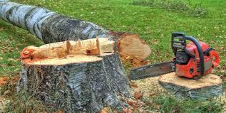 Best Tree Disease Treatment  in Pomona, NY