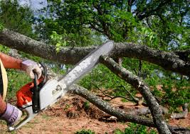 How Our Tree Care Process Works  in  Pomona, NY
