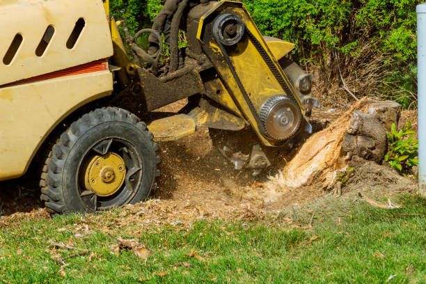 Best Pest Control for Lawns  in Pomona, NY