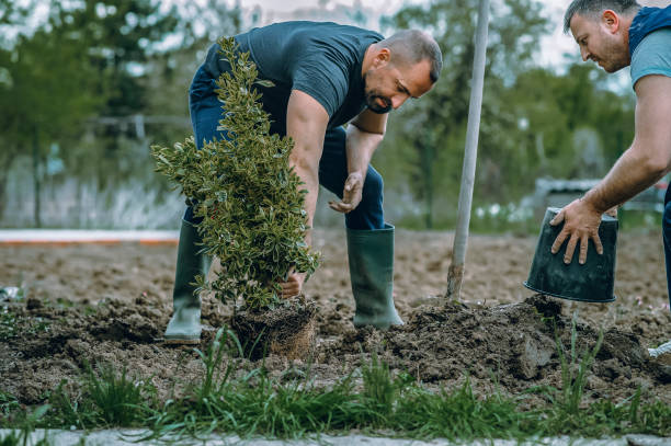 Best Tree and Shrub Care  in Pomona, NY