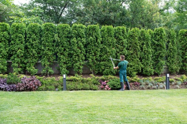 Best Root Management and Removal  in Pomona, NY