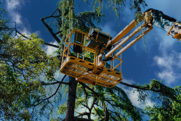Best Leaf Removal  in Pomona, NY