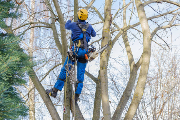 Best Tree Preservation Services  in Pomona, NY