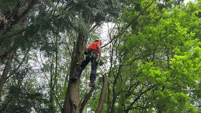 Best Tree Removal  in Pomona, NY