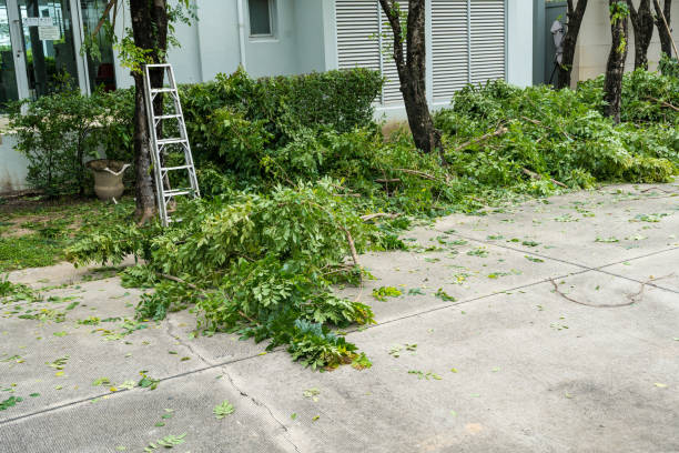Best Lawn Renovation and Restoration  in Pomona, NY