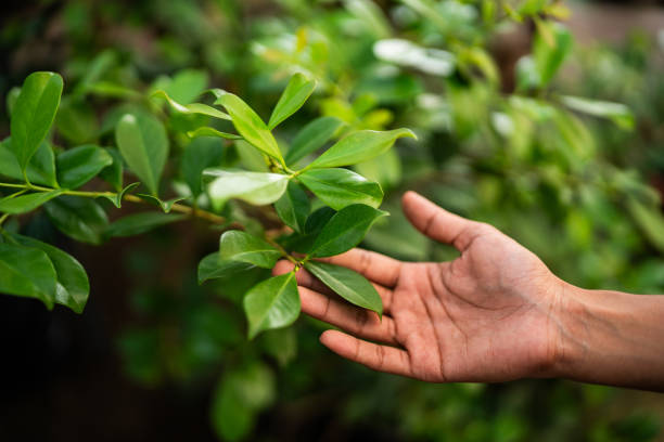 Pomona, NY Tree Services Company