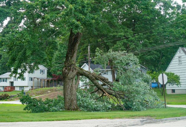 Best Tree Mulching  in Pomona, NY
