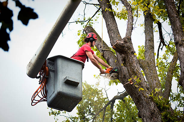 Best Tree Maintenance Programs  in Pomona, NY